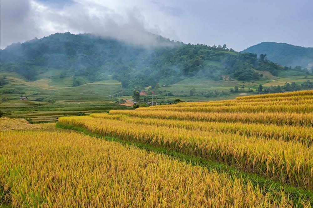 Randonnée dans les rizières de Sapa : notre guide pratique