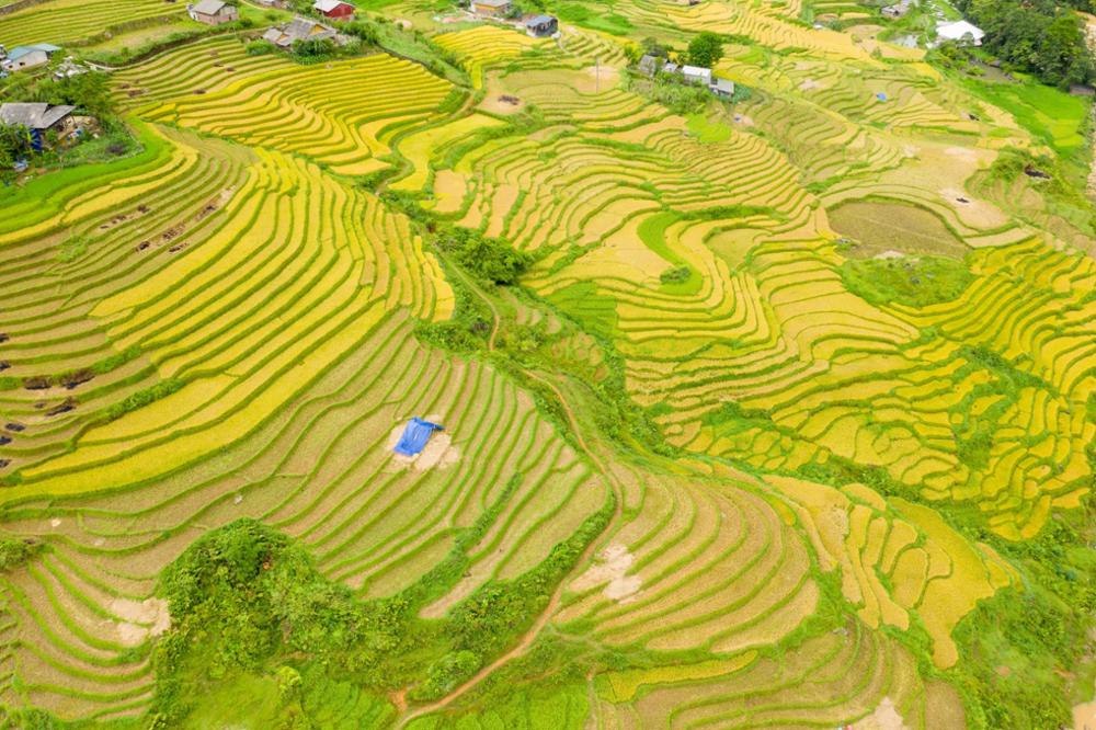 Randonnée dans les rizières de Sapa : notre guide pratique